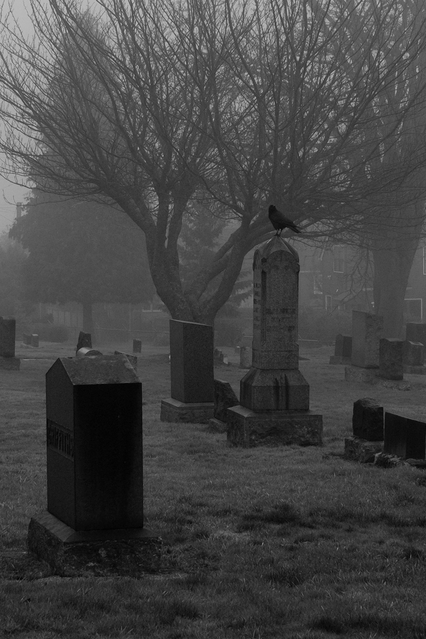A crow landed on a tall grave marker