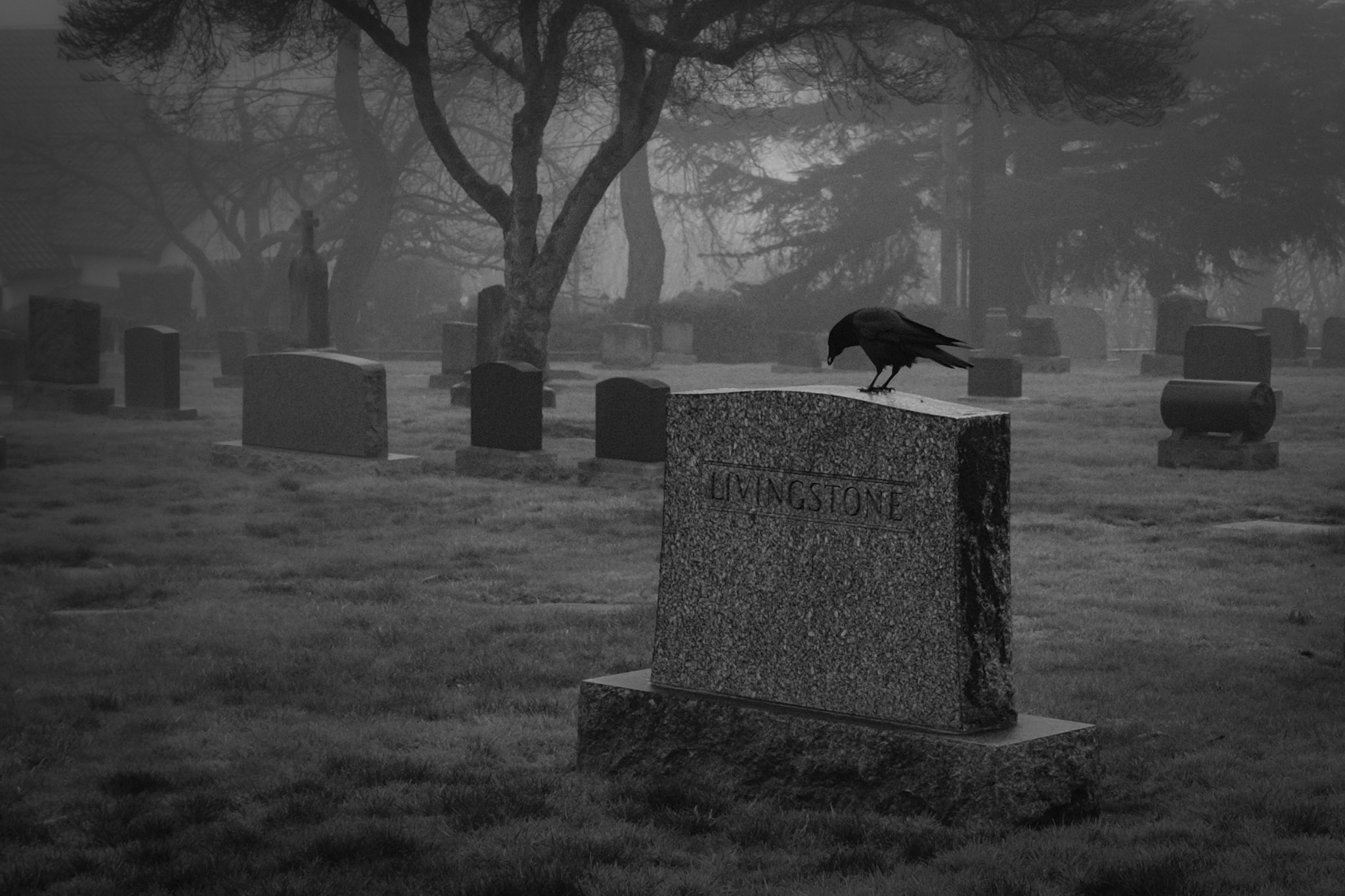 The same crow landed on a shorter tombstone