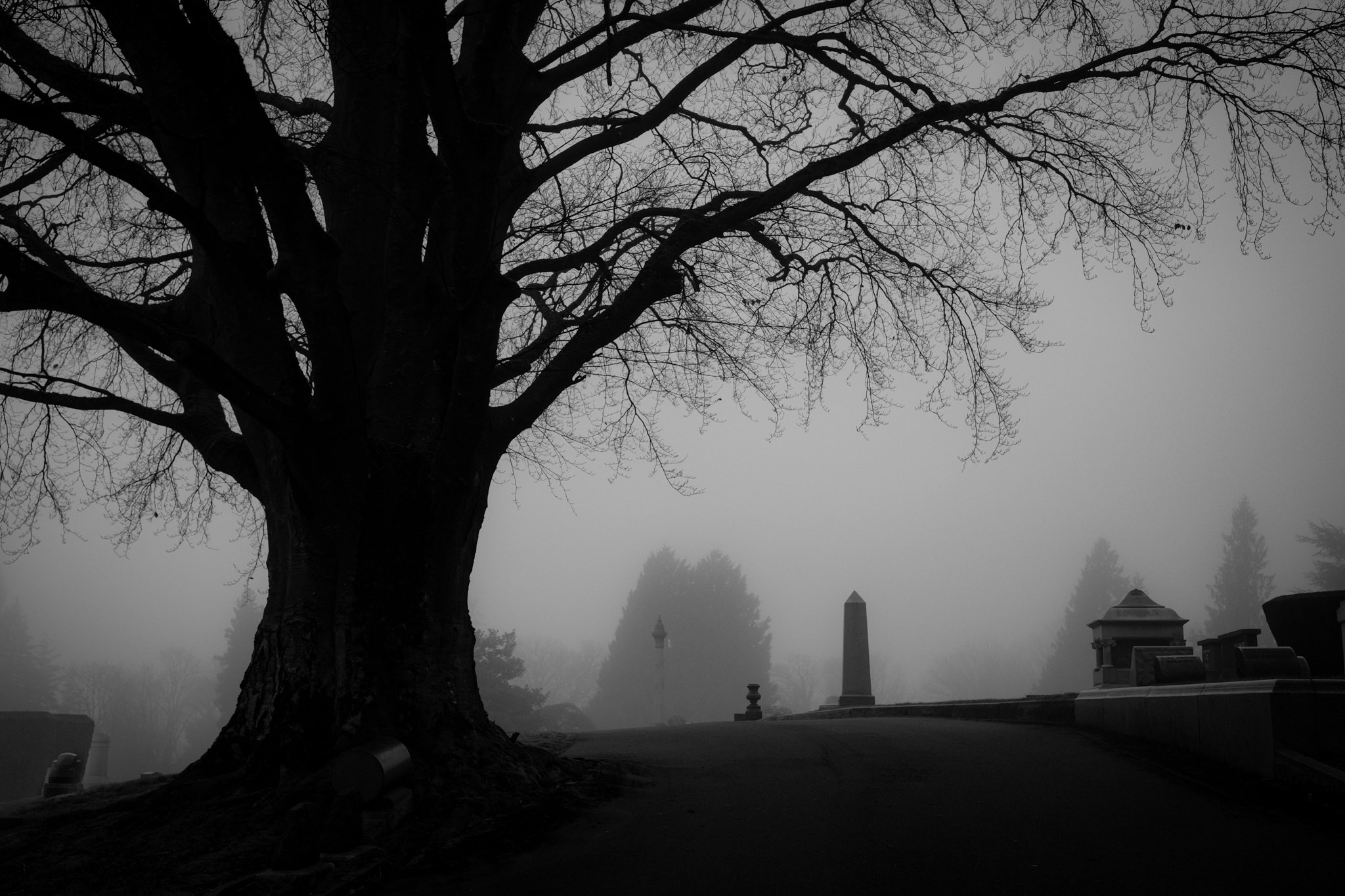 A silhouetted tree with gravestone behind it, shot wider