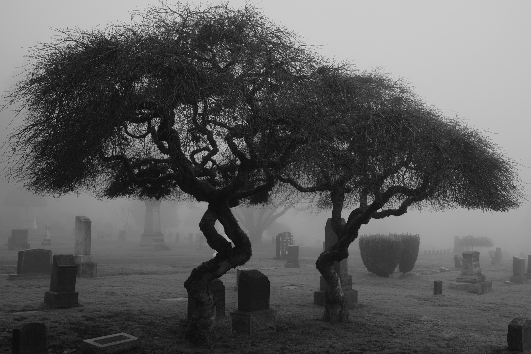 Two photogenic trees posing for the photographer