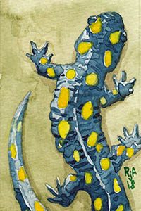 Watercolor Salamander 2x3" Illustration
